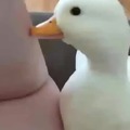 Nice duck....