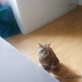 Gato cayendo