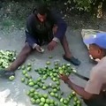 Tried stealing a farmers lime harvest but was caught. Now he’s forced to eat it all.