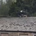 Vaca en un tejado