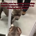 Alguien dígame cómo saco a ese perro del espejo