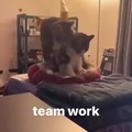 cat team work