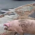 A pig created chaos in New Jersey, after escaping from a local farm and leading the police on a comical chase in Deptford Township.