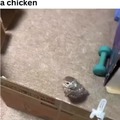 Chicken or owl