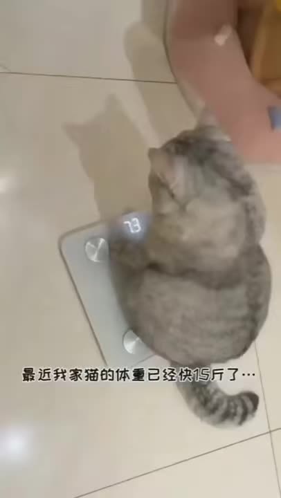 Fat Lazy Cat Refuses To Exercise To Lose Weight Meme By Schizoidman