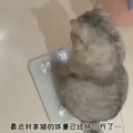 Fat lazy cat refuses to exercise to lose weight