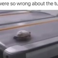 We were so wrong about the turtles