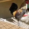 el gallo de mi vecino*