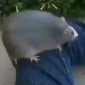 La rata gorda :son: no acepten si es repost alv