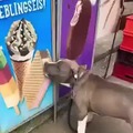 Doggo just wants some icy creamy