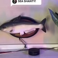 Os peixes da Alexa