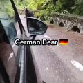 German bear