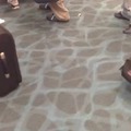 cangrejos en la salida de maletas del aeropuerto