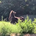 un oso aburrido cogiendose de las patas