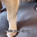Dog doesn't appreciate when someone mocks about his elbow
