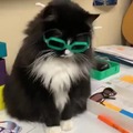 You can teach cats tricks
