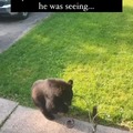 The cat couldn't bear it