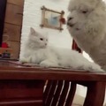 Llama molestando a un gato