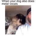 Metal dog meme