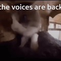 the voices are back…