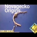 Novagecko: the movie (origins)