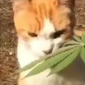 Gato colombiano :soyjak: