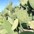 Eating cactus fruits