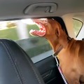 y a tu perro le da miedo ir en coche?