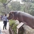 Brave dude. Hippo's are deadly!