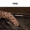 Thirsty snek is thirsty