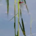 commented item thumbnail