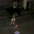 Dog incendiário.