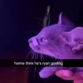 Kitten Gosling