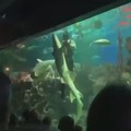 baile romántico con tiburón