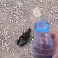 commented item thumbnail