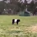 Vaca Tetris