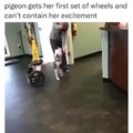 Dog can walk again