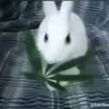 Conejo come marihuana