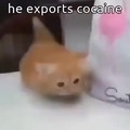 Gatorro vende cocaína.