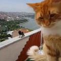 Bird argues with Cat