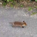 Baby fox doing baby fox things