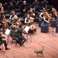 A cat strutting across the stage as an orchestra performed in Istanbul, Turkey, last week.