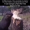 Smart beavers