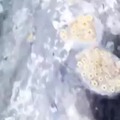 commented item thumbnail