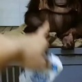 the chad orangutan