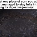 corn during digestive journey