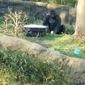Gorilas locos