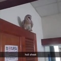 Owly shit