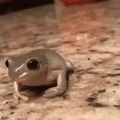 elegant frog