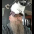 Cat On The Hat
